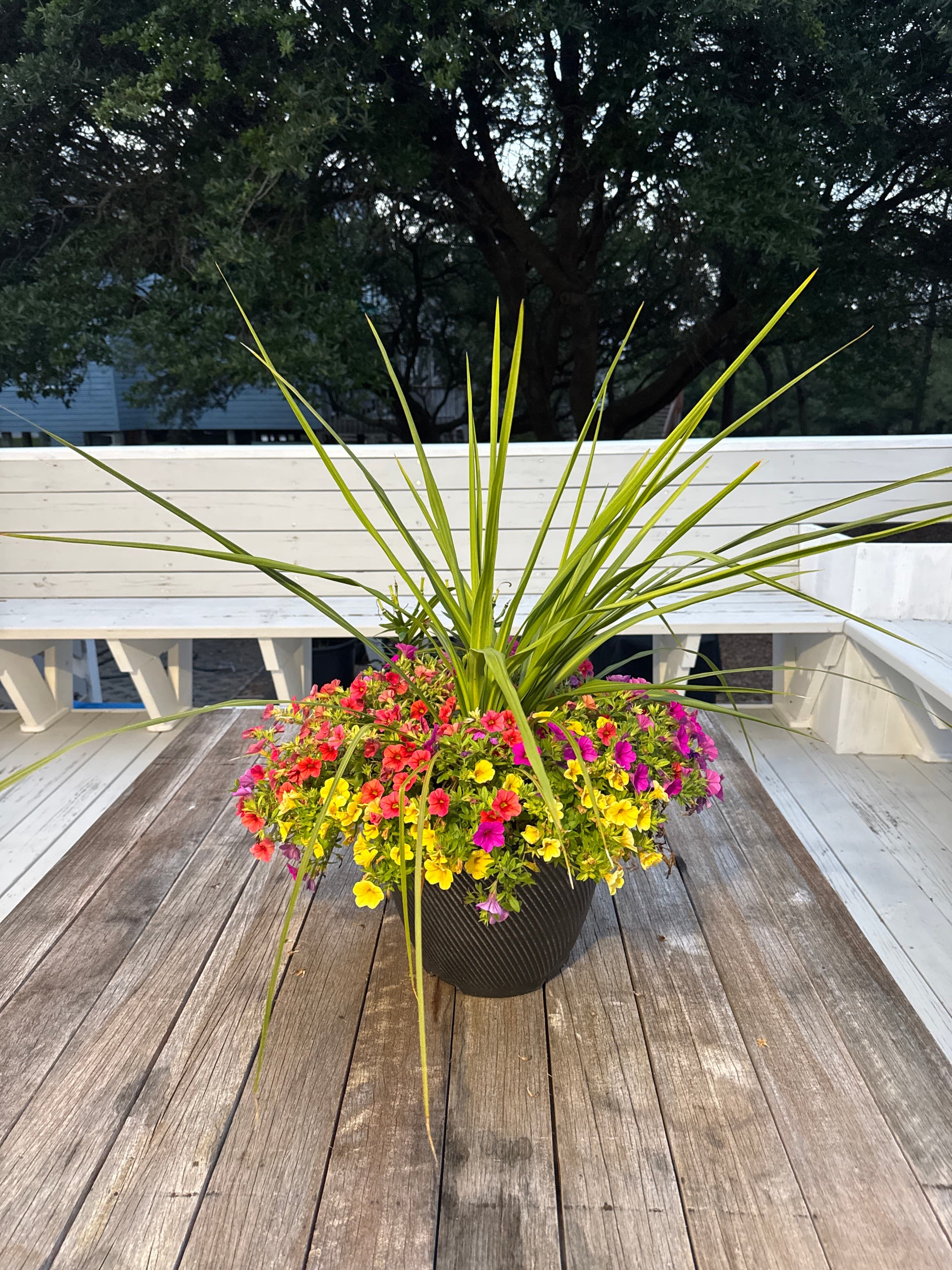 Colorful Outdoor Planter with Petunias and Grass