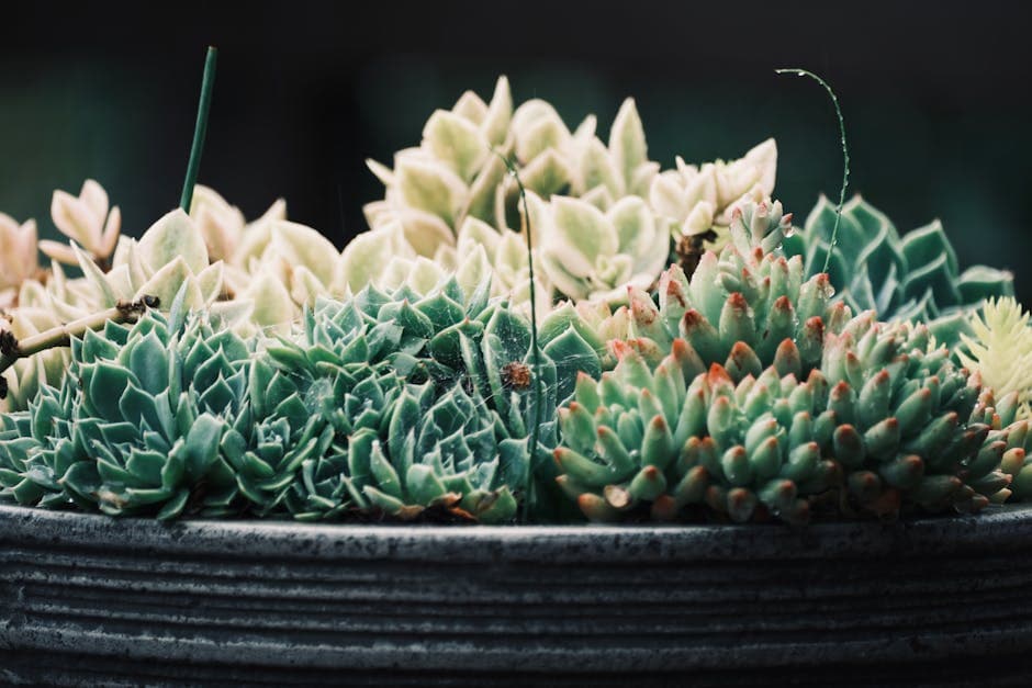 Succulent Collection, 8 Plants