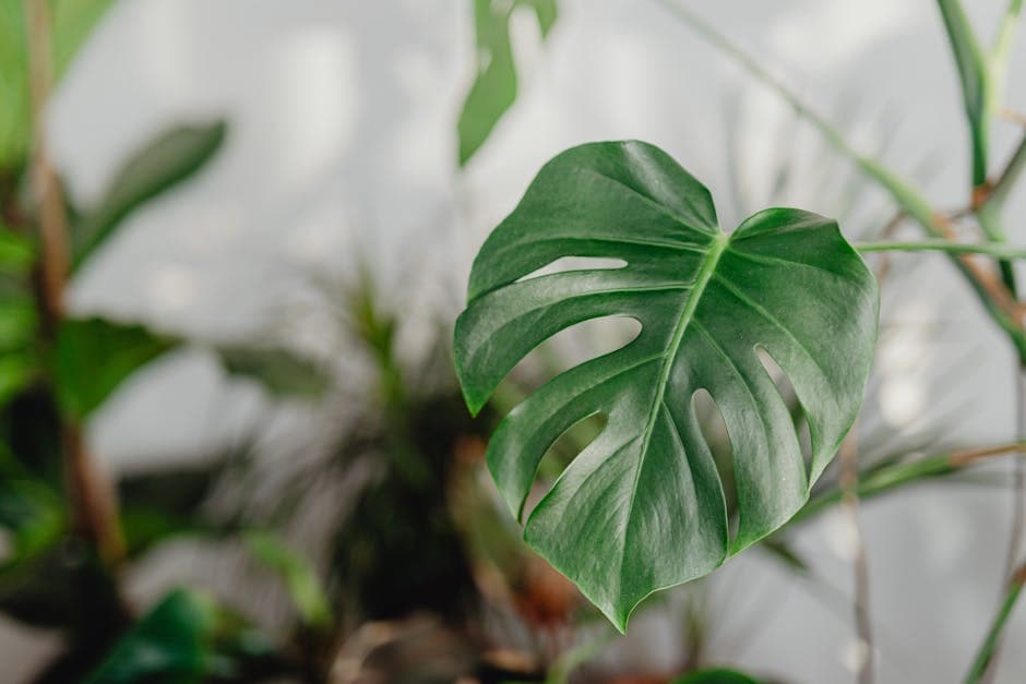 Large Monstera Deliciosa Plant