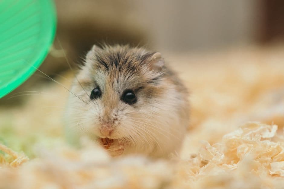 Small Animal Habitat + Accessories