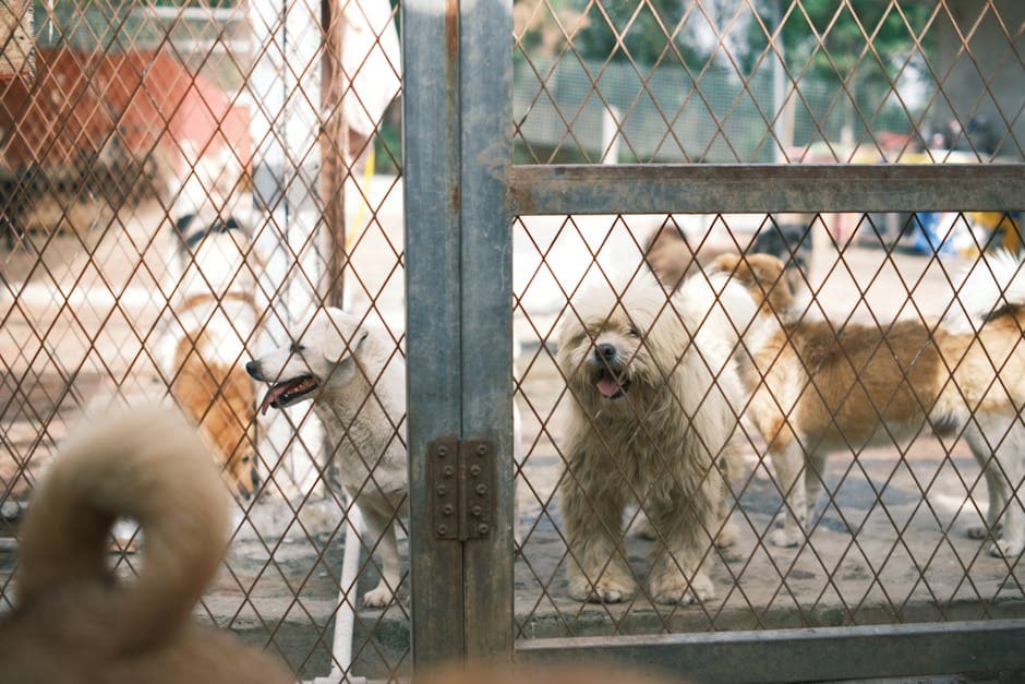 Heavy-Duty Dog Run Panels