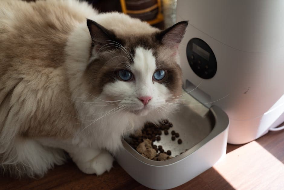 PetSafe Automatic Feeder