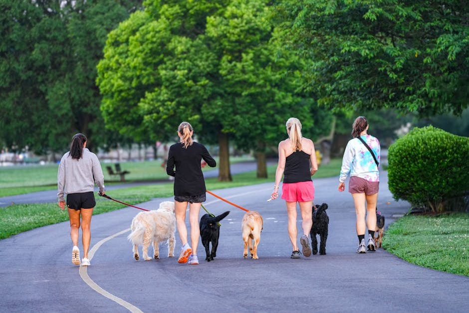 Dog Walking and Pet Sitting